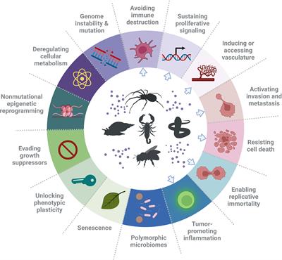 Bioactive peptides from venoms against glioma progression